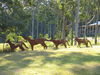Filename=Copy_of_124_2484.JPG
Filesize=1469KB
Dimensions=2272x1704
Date added=Sep 21, 2006 Copy_of_124_2484.JPG