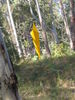 Filename=Copy_of_124_2496.JPG
Filesize=787KB
Dimensions=1704x2272
Date added=Sep 21, 2006 Copy_of_124_2496.JPG